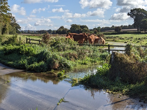 Ford and cows