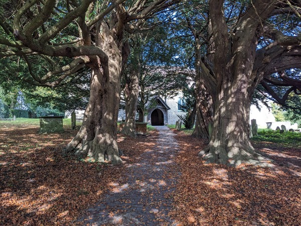 Yew trees 